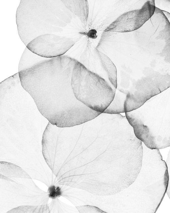 POPPY