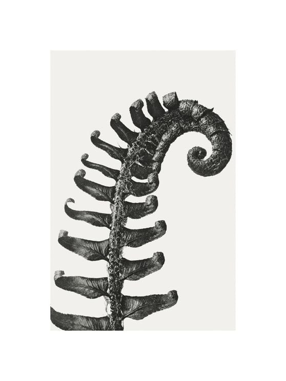 Prickly Shield–fern By Karl Blossfeldt
