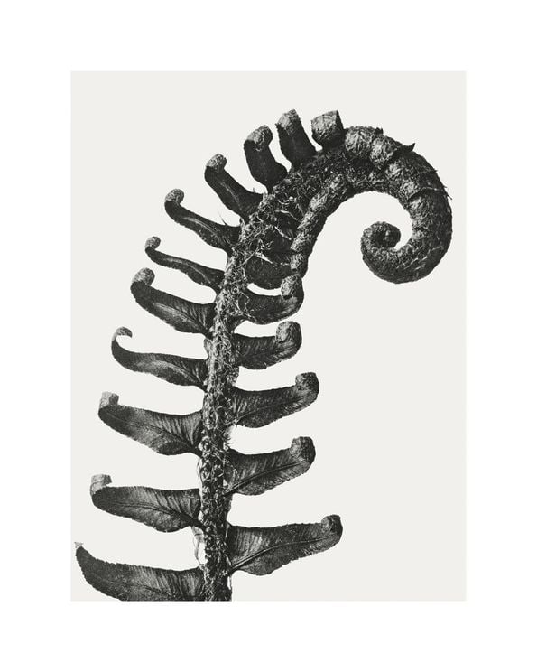 Prickly Shield–fern By Karl Blossfeldt