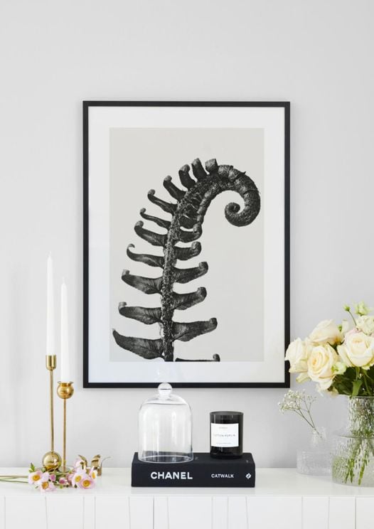 Prickly Shield–fern By Karl Blossfeldt