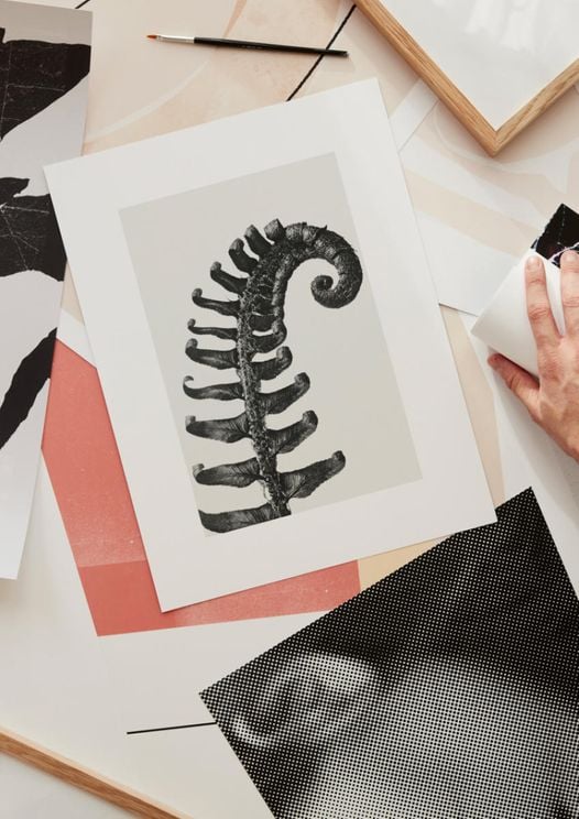 Prickly Shield–fern By Karl Blossfeldt