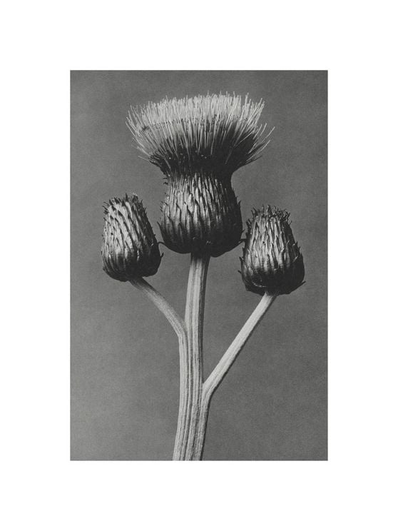 Queen Anne Thistle By Karl Blossfeldt