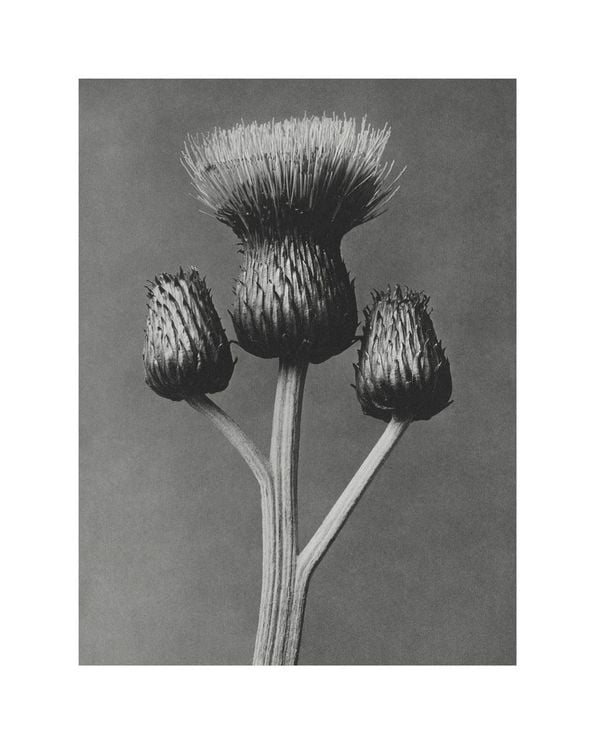 Queen Anne Thistle By Karl Blossfeldt