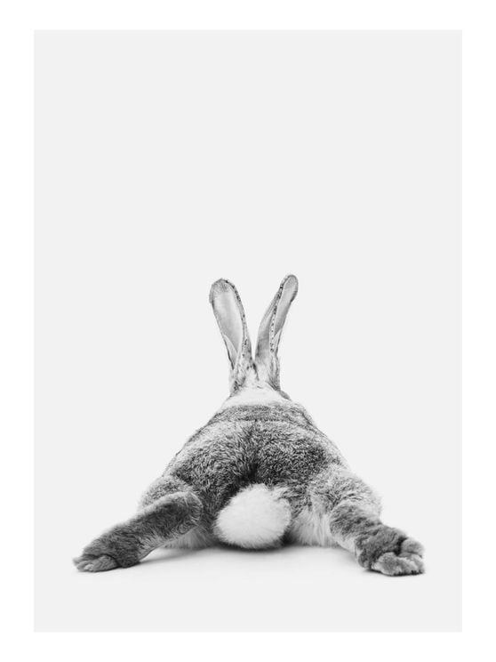 Rabbit Reclining