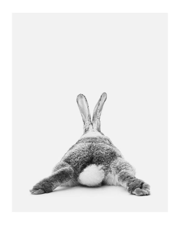 Rabbit Reclining