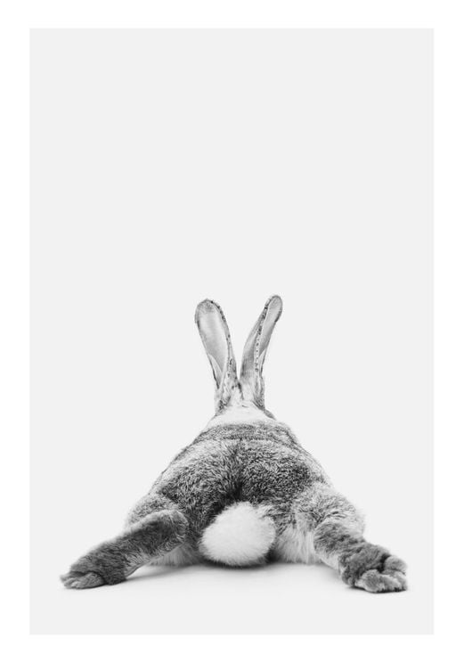 Rabbit Reclining