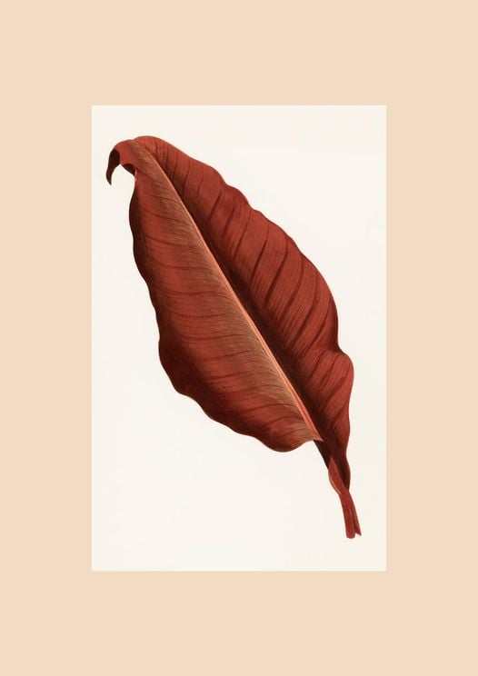 Red Leaf Vintage