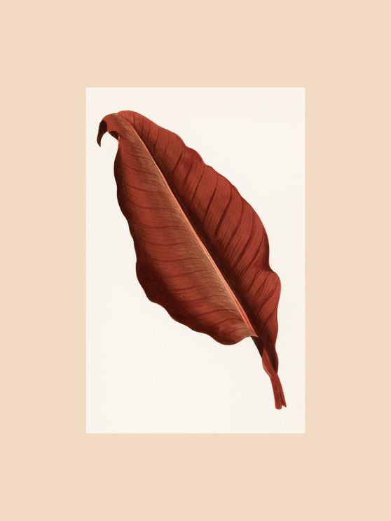 Red Leaf Vintage
