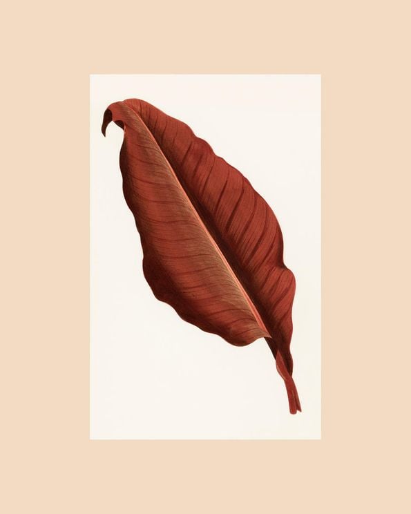 Red Leaf Vintage