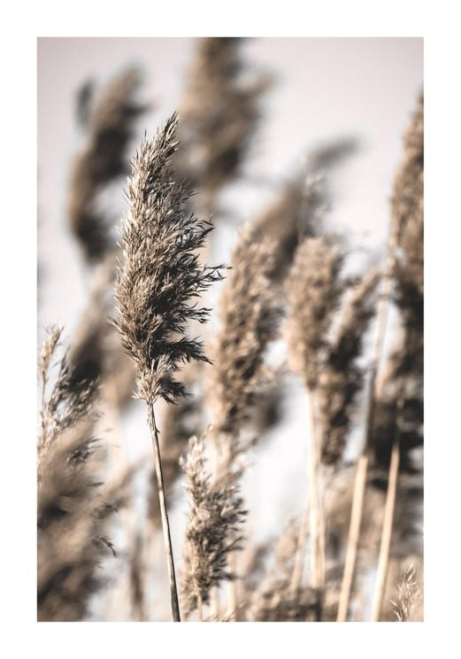 Reeds 1