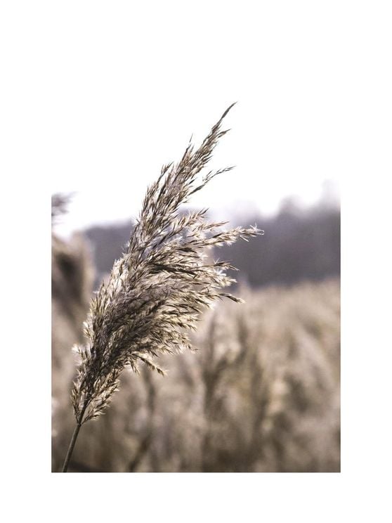 Reeds 2