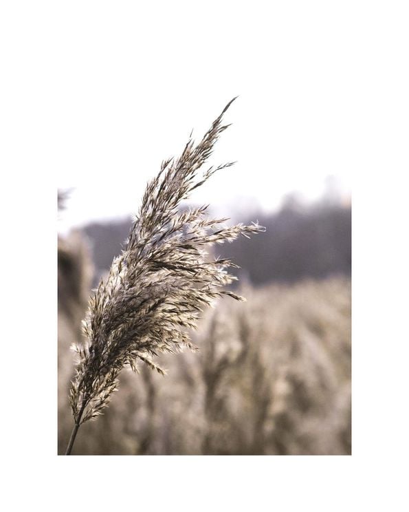 Reeds 2