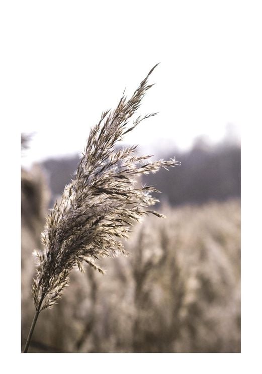 Reeds 2