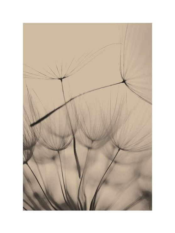 Inverted Dandelion