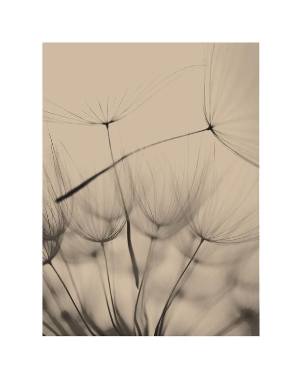 Inverted Dandelion