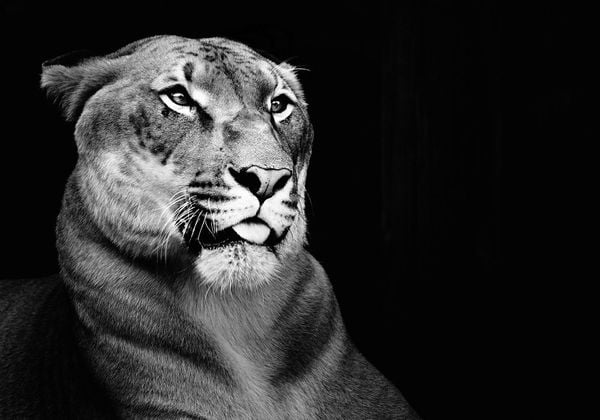 Regal Cat