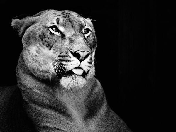 Regal Cat