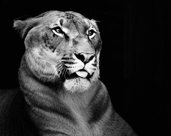 Regal Cat