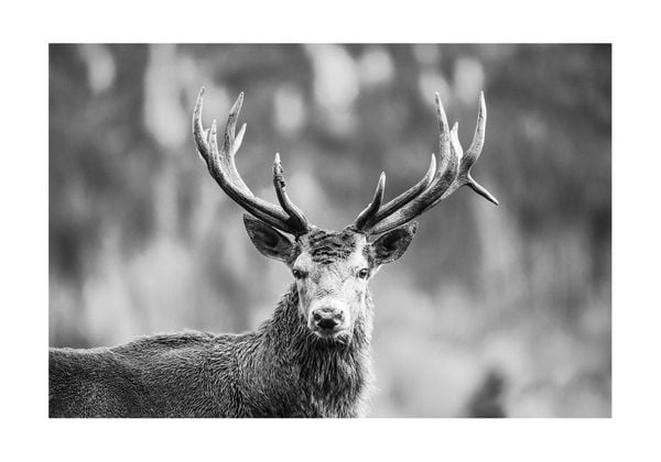 Regal Stag