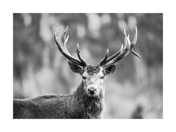 Regal Stag