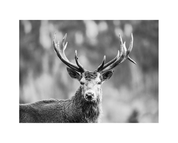 Regal Stag