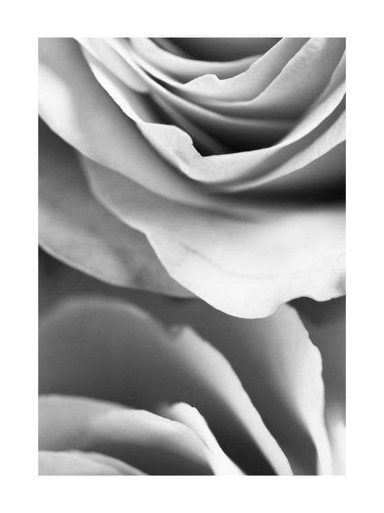 Rose Petals 1