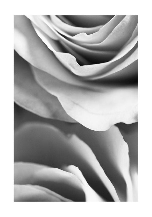 Rose Petals 1