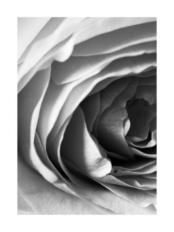 Rose Petals 2