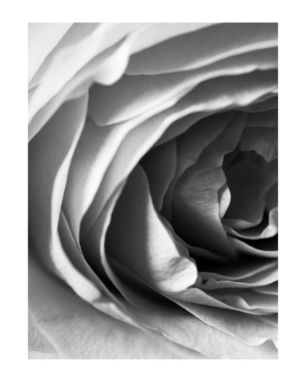 Rose Petals 2