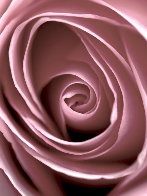 Rose Vertigo