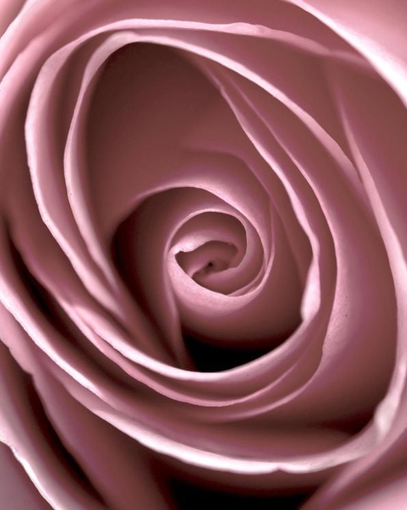 Rose Vertigo