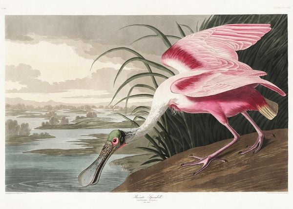 Roseate Spoonbill By John James Audubon