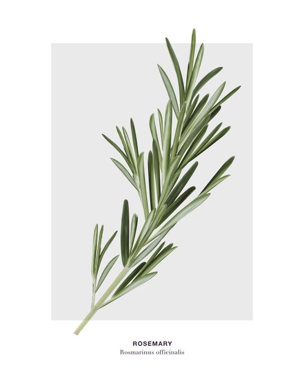 Rosemary
