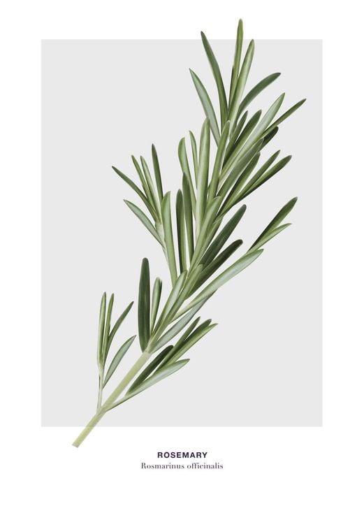 Rosemary