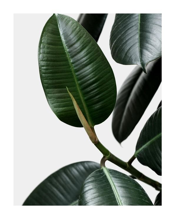Rubber Leaves
