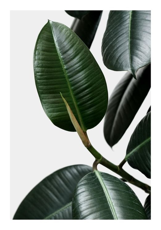 Rubber Leaves