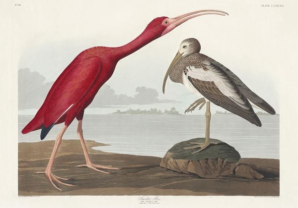 Scarlet Ibis By John James Audubon