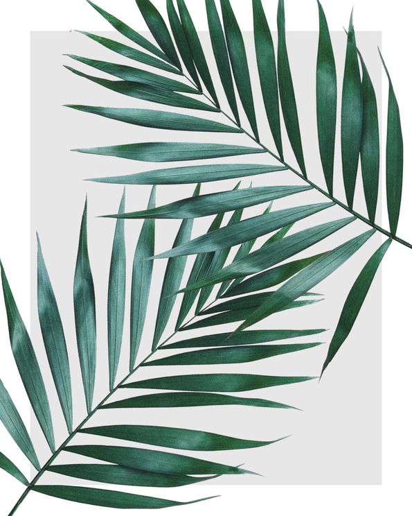 Sheer Leaves