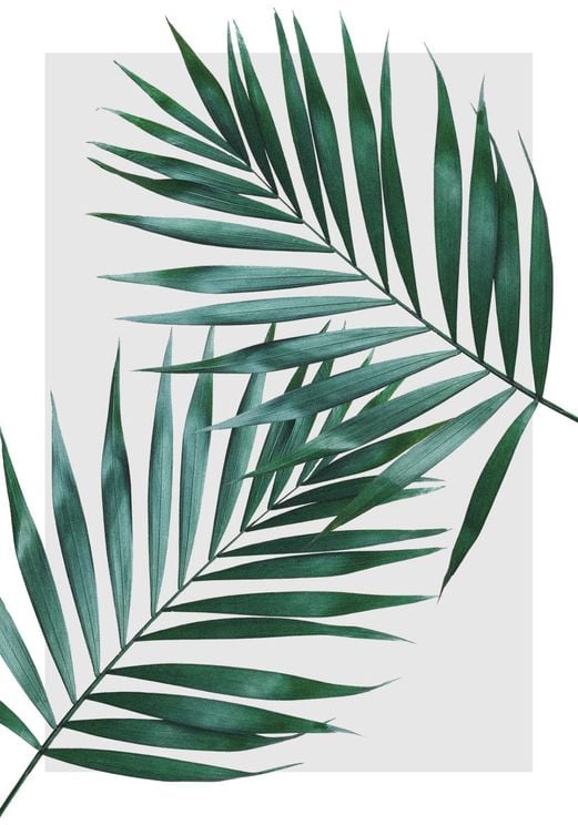 Sheer Leaves