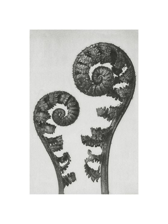 Shield Fern Fronds By Karl Blossfeldt