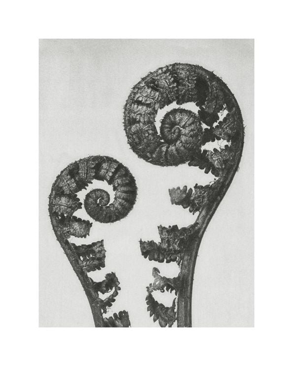 Shield Fern Fronds By Karl Blossfeldt