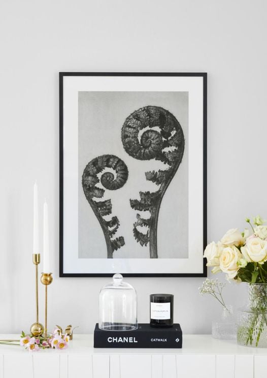 Shield Fern Fronds By Karl Blossfeldt
