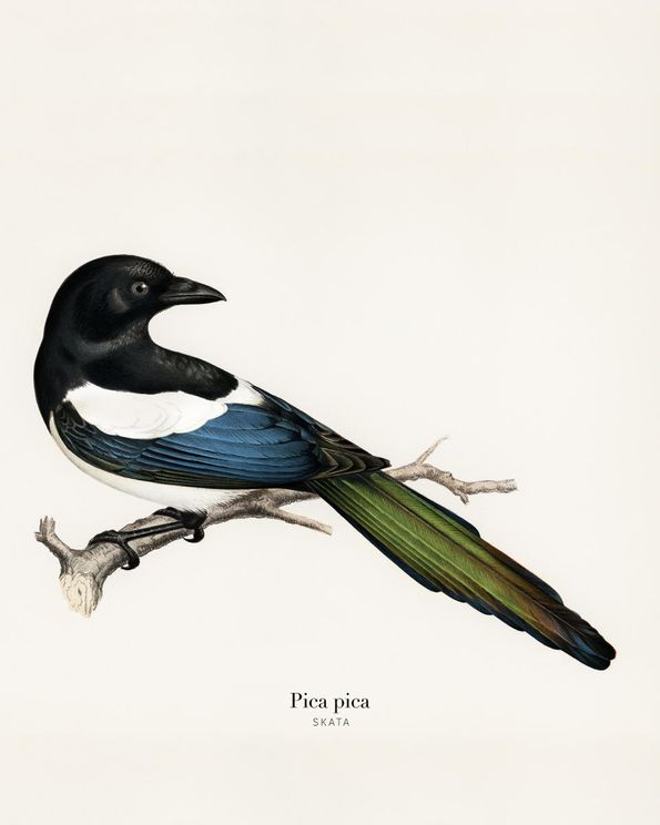 Skata