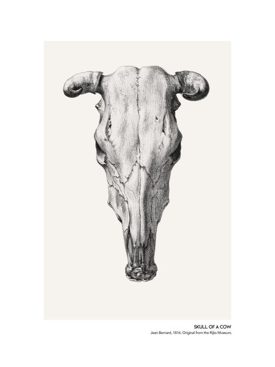 Skull Of A Cow 2