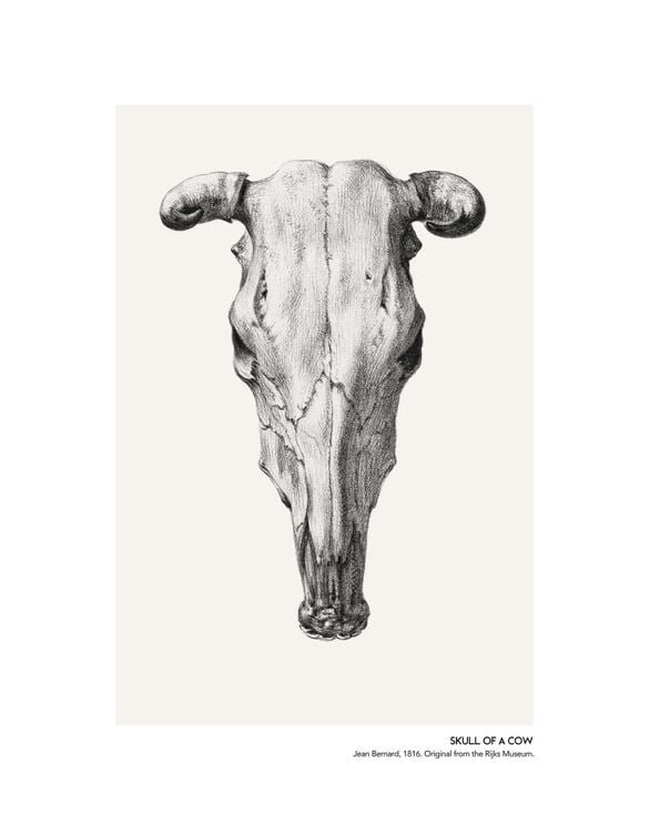 Skull Of A Cow 2