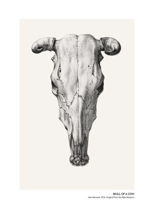Skull Of A Cow 2