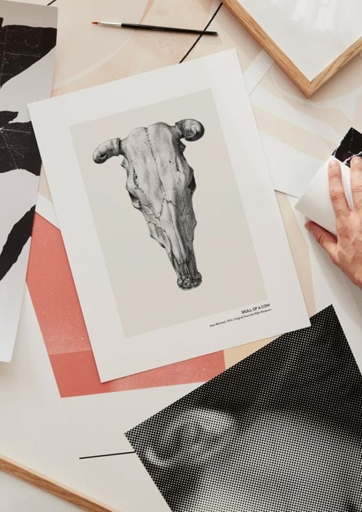 Skull Of A Cow 2