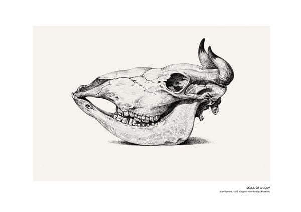 Skull Of A Cow