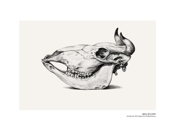 Skull Of A Cow