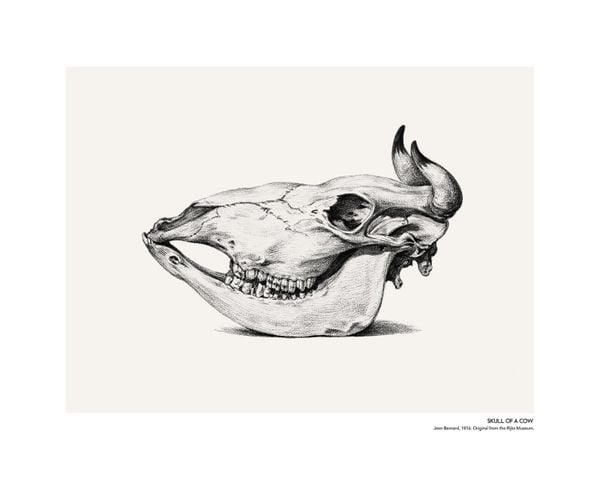 Skull Of A Cow